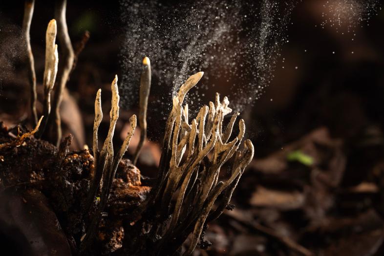 Sieniä pimeässä valossa.