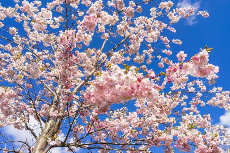 Cherry trees blossom.